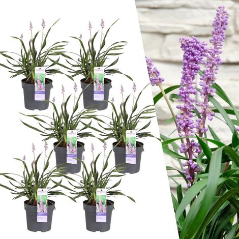 Lot de 6 Liriope muscari 'Ingwersen' Plantes Vivaces Persistantes Fleurs Lavande Pot Ø 14 cm - PANGIVO (1/4)