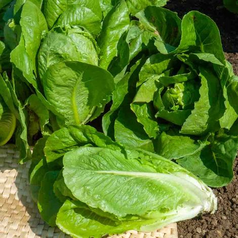 Laitue Romaine Blonde Maraîchère Vilmorin