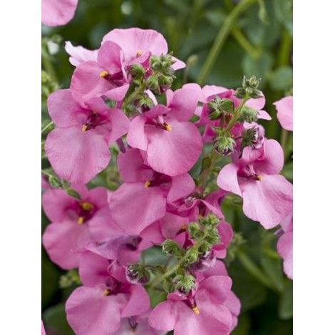Diascia 'Genta Pink' Mini-motte Ø 1,5/2,5 cm, Plant vert de 5 à 10 cm de haut (par 5)
