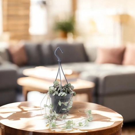 Gardenaria Ceropegia woodii - Pianta da interno ornamentale - Altezza: 20 cm (vaso 8) (1/4)