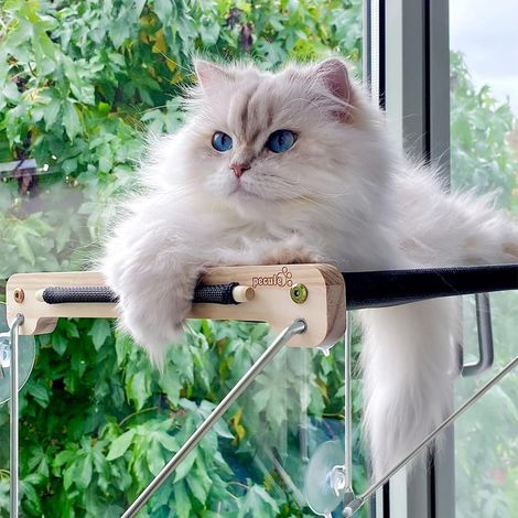 Hamac Fenêtre Chat 360° Vue - Design Moderne pour Appartement & Chats Curieux, Support 15kg, Installation 5 Min (1/5)