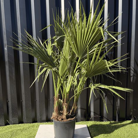 Palmier Washingtonia Robusta Multitroncs Hauteur.140 Cm Pot 10 Litres (1/3)