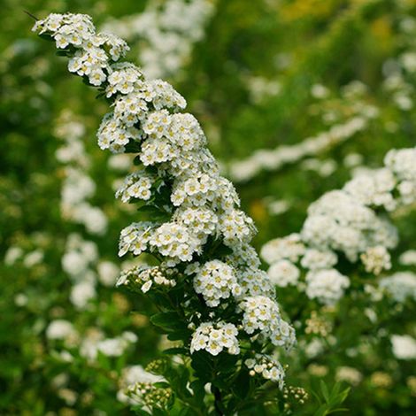 Spirée du Japon - Spiraea nipponica 'Snowmound' - 30-40 cm pot (1/4)