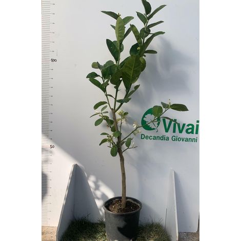 PIANTA DI CEDRO DIAMANTE IN VASO 20CM ALTEZZA 120/130CM (foto reali)