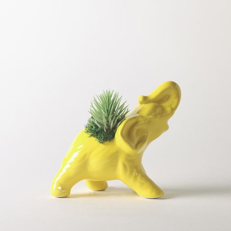 Pianta grassa succulenta in vaso ceramica artigianale Elefante - Giallo
