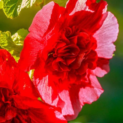 3 Roses Trémière 'Double Rouge' (Alcea Rosea Chater's) (1/5)
