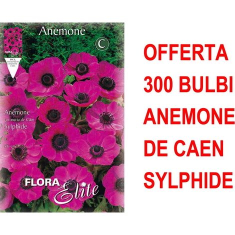 OFFERTA 300 BULBI ANEMONE CORONARIA THE BRIDE SYLPHIDE