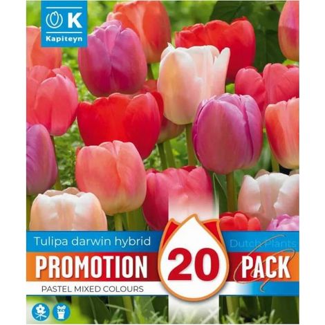 Bulbi di Tulipano Darwin Mixed Colours 20 pz Kapiteyn