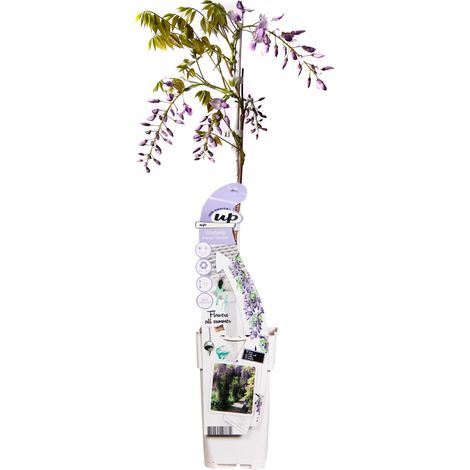Glycine de Chine Wisteria sinensis Caroline Purple Rain Plante Grimpante Violette Ø15cm H65cm - PANGIVO (1/5)