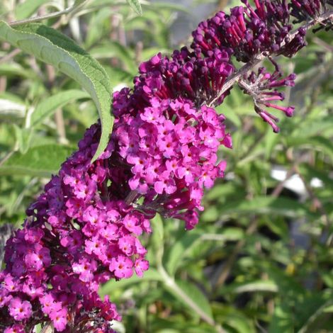 Arbre aux papillons rouge Royal Red, Buddleia/Pot de 4L - 40/60 cm
