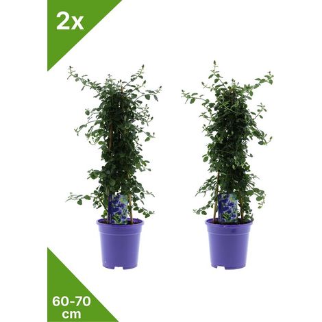 GARDENZO - 2x Lilas d'Amérique (Ceanothus) XL Pyramide en pot de 2 litres 60-70 cm (1/4)