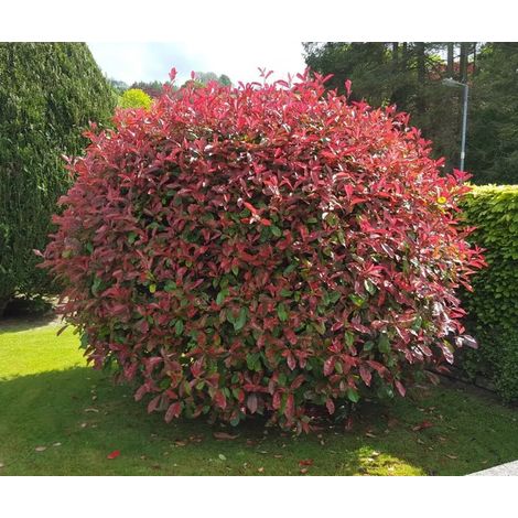 Photinia Magical Vulcano V24 – Arbusto Sempreverde Compatto a Foglia Rossa