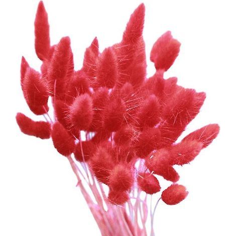 20 pièces de Lagurus Ovatus (1/3)