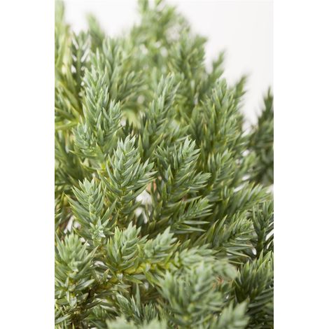 Blauer Zwerg-Wacholder 'Blue Star' Juniperus squamata 'Blue Star' 2L 15- 20 (1/5)