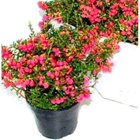 Planta Natural Pernetia en Maceta M14