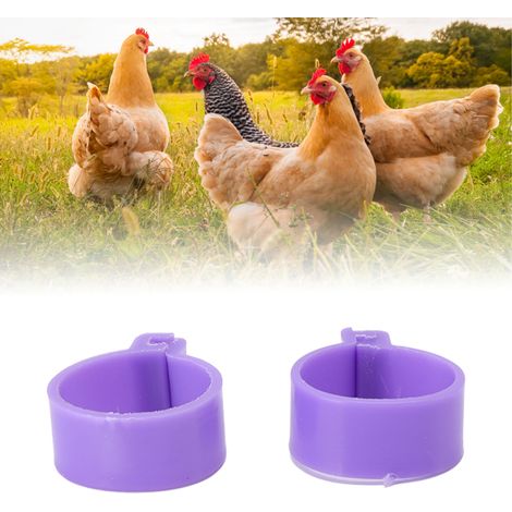 100 anneaux pour pattes de poulet, canard, poule et oie - Outils d'élevage pour volailles - Violet - 18 mm / 0,71 po (1/5)