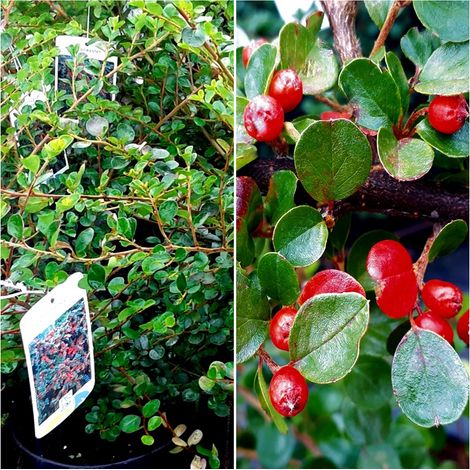 Planta de Cotoneaster Horizontalis. Tapizante