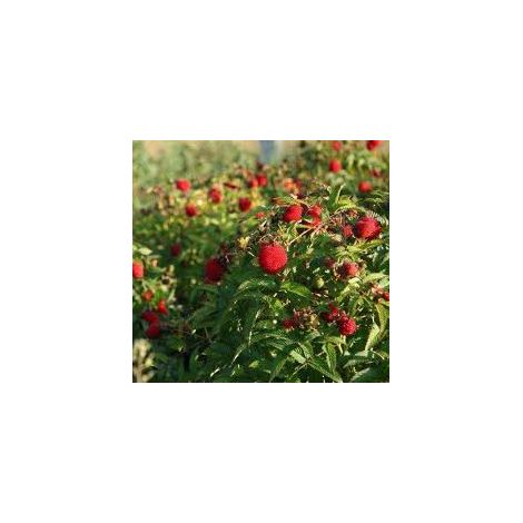 Rubus illecebrosus Lampone Fragola – Frutti rossi ornamentali (1/5)