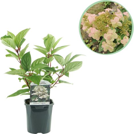 Hortensia Paniculé Wim's Red - Arbuste à Fleurs Blanc à Rouge - 1 Plante - Pot 17 cm H 50 cm - PANGIVO (1/5)