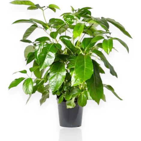 Gardenaria Schefflera actinophylla 'Amate' - Pianta da interno ornamentale - Altezza: 70 cm (vaso 19) (1/5)