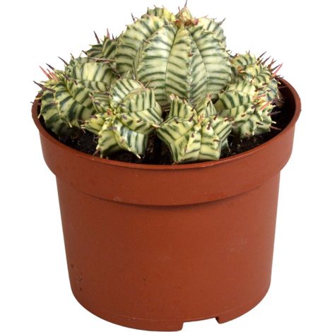 Euphorbia meloformis variegata - Succulente Panachée en Pot de Terre Cuite - Ø 10,5 cm - PANGIVO (1/2)