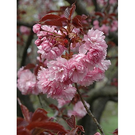 Cerisier du Japon 'Royal burgundy' Pot de 12L/15L
