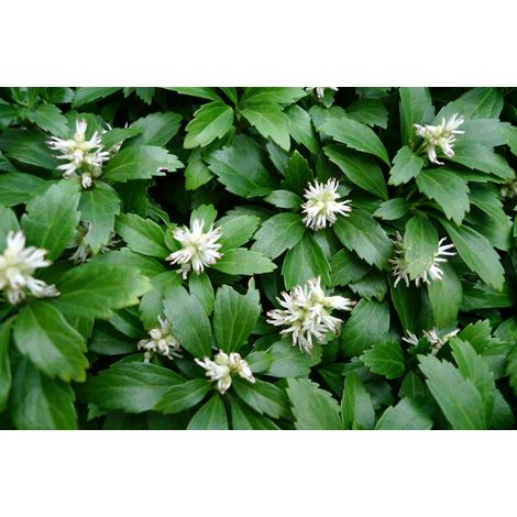 PACHYSANDRA TERMINALIS BOX 6 PIANTE