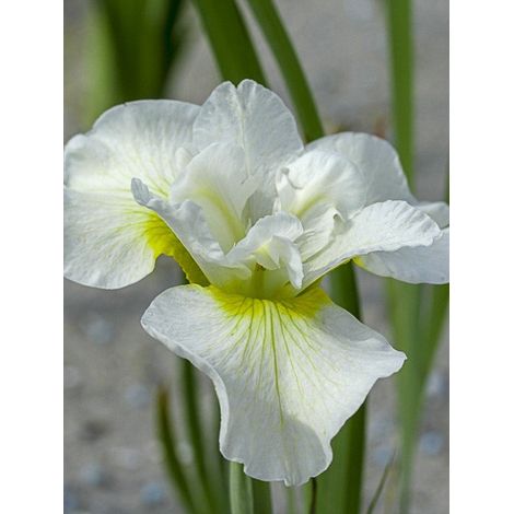 Iris de Sibérie 'Harpswell Happiness' Godet de 8/9 cm