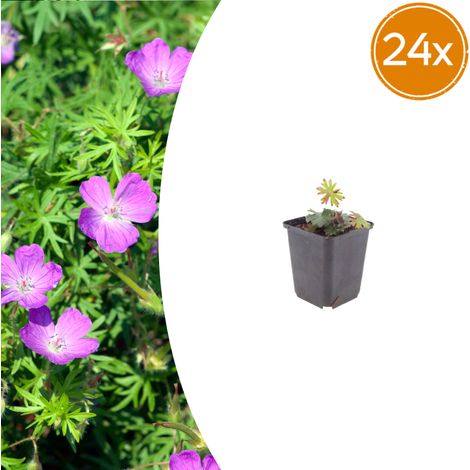 Lot de 24 Géraniums Sanguins Vivaces Fleurs Rose Vif pour Massifs et Rocailles 10-25 cm Pot Ø 9 cm - PANGIVO (1/5)