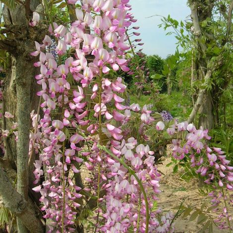 Glycine du Japon Pink Ice/Pot de 1,5L - Tuteur bambou 30/60 cm