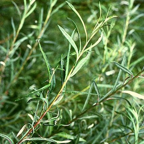 Saule à feuilles d'argousier 'Angustifolia' - 30-40 cm pot