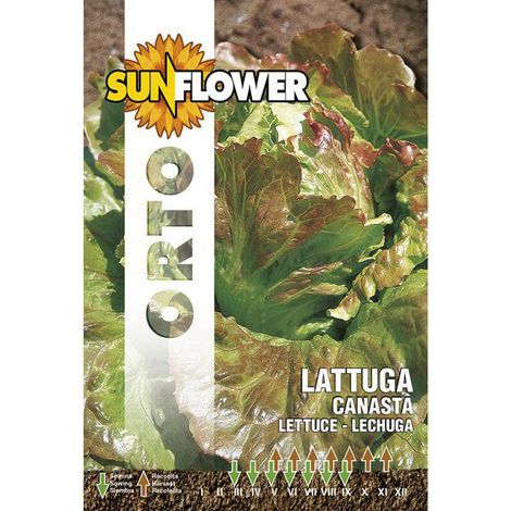 Graines de laitue Canasta Tournesol