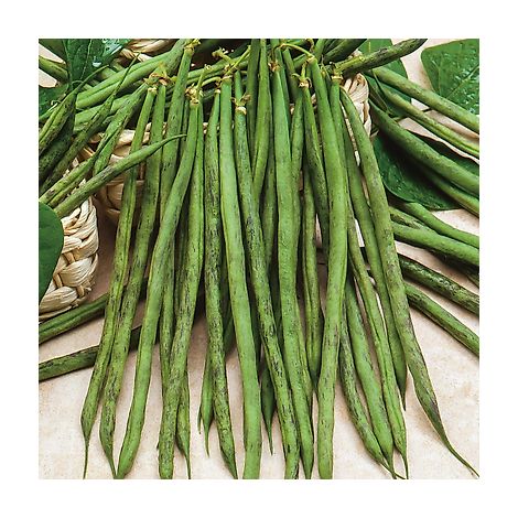 HARICOT NAIN TRIOMPHE DE FARCY - 150 G - GRAINES