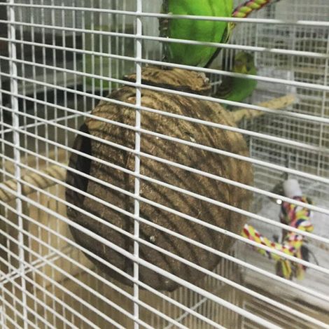 Cage à oiseaux en noix de coco, nichoir, lit pour perroquets, perruches, calopsittes élégantes, canaris, cage pour pinsons, hamsters, rats, gerbilles, cage pour souris, mangeoire, jouets