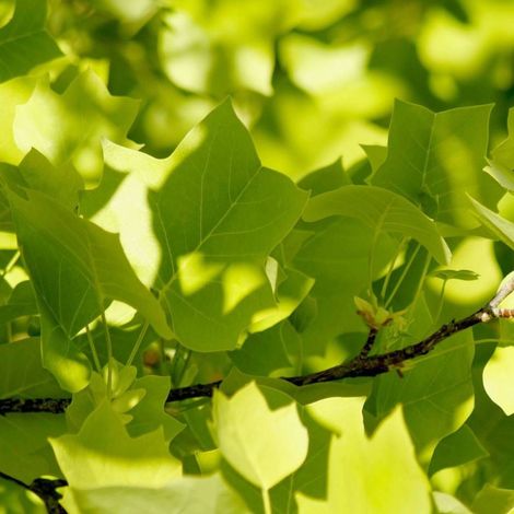 Érable trident, Acer buergerianum/Pot de 15L - Baliveau (1/3)