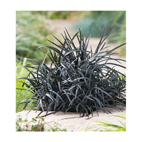 Ophiopegon planiscarpus nigrescens – Plante vivace à feuillage noir – Hauteur à maturité 30-40cm – 3 godets pour aménagement paysager – Fabre Graines