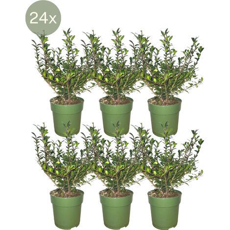 Lot de 24 Houx Japonais Ilex crenata 'Jenny' Haie Persistante Vert Pot Ø12cm 20-25cm - PANGIVO (1/5)
