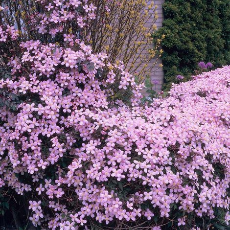 Lot de 2 clématites montana 'Rubens' – Fleurs rose clair parfumées – Plantes grimpantes rustiques – Hauteur 60-70 cm – Pot de 15 cm