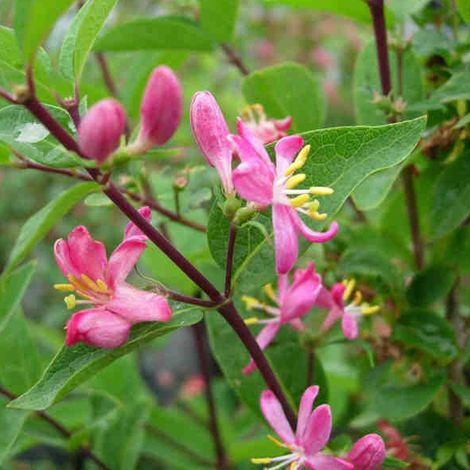 Chèvrefeuille de Tartarie 'Hack's Red' - 40-60 cm pot