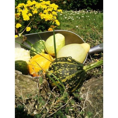 Coloquinte en mélange le sachet de 50 graines (3g) (1/2)