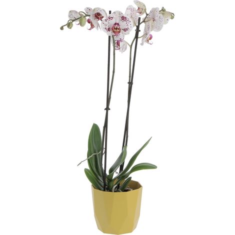 Orchidea Phalaenopsis Bicolore con Eco-Vaso Decorativo - Piante da Interno Vere Fiorite - H 60-70 cm Vaso Ø 12 cm (1/4)