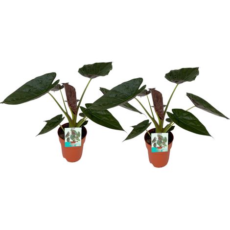 Alocasia Wentii Lot de 2 Plantes d'Intérieur Grandes Feuilles Vert et Violet Ø19cm H85cm - PANGIVO