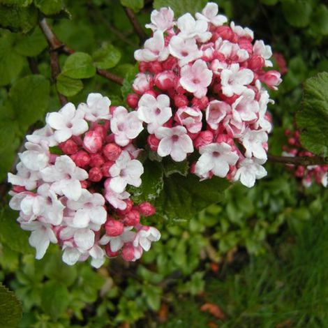 Viorne de Carle - Viburnum carlesii  - 50-60 cm pot (1/5)