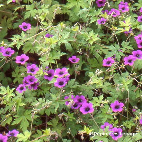 3 Géraniums 'Ann Folkard' (Geranium 'Ann Folkard')