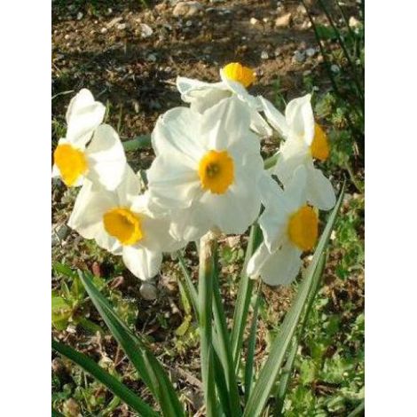 Narcisse poetaz 'Géranium' Bulbe calibre 10/12 (par 10) (1/2)