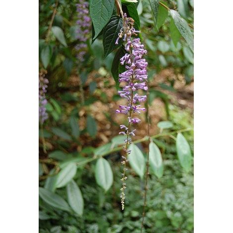 PIANTA DI BUDDLEJA IN VASO 18 CM ALBERO DELLA FARFALLA (foto reale) colori mix-BUDDLEJA LIDLEYANA LOCHINCH