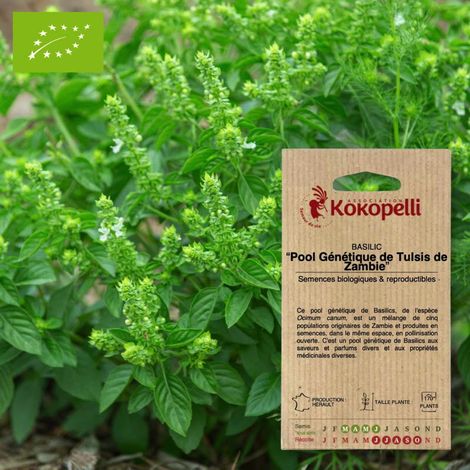 Basilic Tulsi De Zambie- Graines bio à semer (1/2)