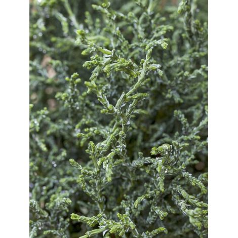 Cyprès hinoki du Japon 'Lycopodioides' Pot de 4L/5L (1/2)
