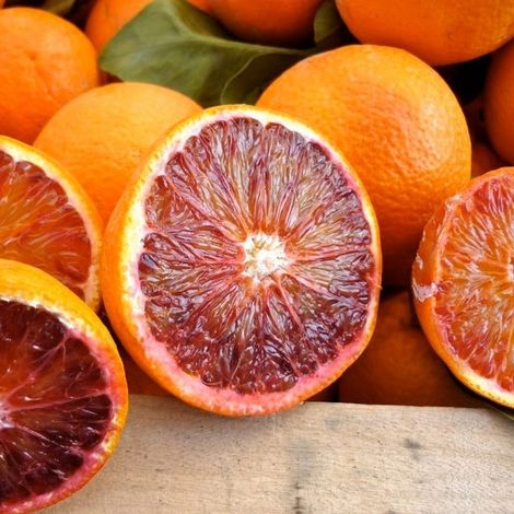 PIANTA DI ARANCIO SANGUINELLO in vaso 24 - età 3/4 anni (foto reali)