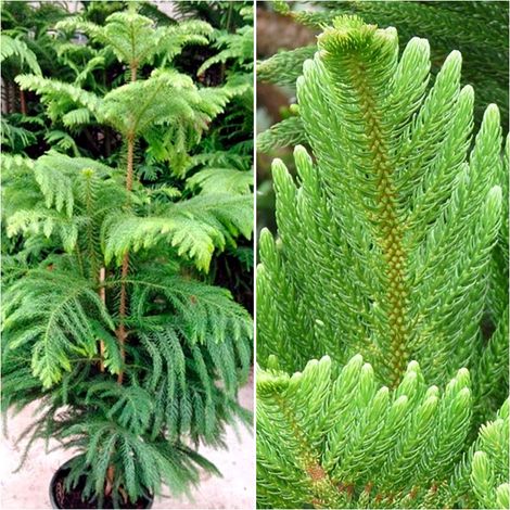 Arbol Natural Araucaria. Pino Chileno. Ideal para Navidad y Ornamental. 130 Cm
